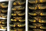 Cua biển Cà Mau tăng hơn 100.000 đồng/kg dịp lễ 30-4 và 1-5