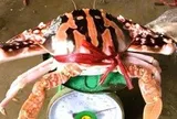 Ghẹ đỏ là hải sản gì mà có giá tới 1,7 triệu đồng/kg ở Sầm Sơn