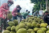 Siết chặt quản lý chất lượng sầu riêng