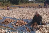 Không phải gạo hay sầu riêng, Campuchia quyết tâm làm giàu với mặt hàng Việt Nam đang trồng rất nhiều: Đây là mỏ vàng mới của chúng tôi!