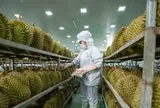 Vụ án sầu riêng: 'Hộ chiếu' tỷ USD và những khoảng trống quản lý
