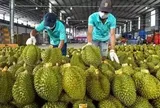 Ấn Độ chính thức mở cửa cho sầu riêng Việt Nam