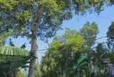 Đặc sản Hà Tĩnh mất mùa