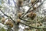 Đẩy mạnh số hóa dữ liệu vùng trồng sầu riêng