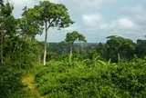Hàng xóm Việt Nam rót 350 triệu USD vào một quốc gia châu Phi: Phát triển vùng trồng 130.000 ha, đặt cược vào hai loại ‘hạt vàng'