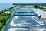 Một ‘mỏ vàng' dưới biển mang về cho Việt Nam 3,3 tỷ đô, riêng Trung Quốc chiếm 1/3