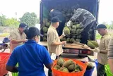 Sầu riêng gần 100.000 đồng/kg, vì sao nhiều nhà vườn vẫn khó hưởng lợi?