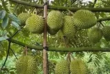 Xuất khẩu rau quả sát mốc 10 tỷ USD