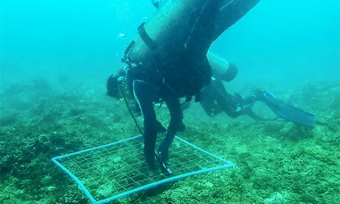 "Kho báu" dưới nước ở vịnh Nha Trang hé lộ nhiều hoạt chất quý