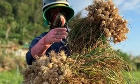 Nông dân Lý Sơn khóc ròng vì "vàng trắng" mất giá