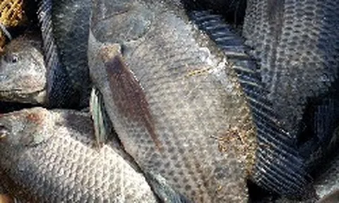 Loài cá bán đầy chợ ở Việt Nam đang được thế giới săn đón