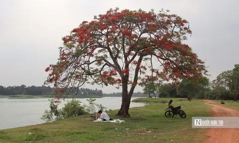 Người dân đổ về ngắm "cây phượng đẹp nhất Hà Nội"