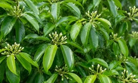 Ấn Độ mang tin vui tới hàng vạn hộ dân từ Tây Bắc đến Quảng Nam
