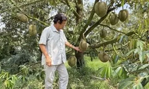 Sầu riêng Thái rớt giá, nhà vườn đứng ngồi không yên