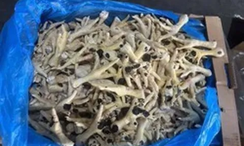 Bắt giam Giám đốc Công ty cổ phần XNK An Bình buôn lậu hàng nghìn tấn chân gà đông lạnh