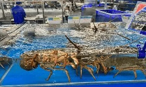 Sản vật dưới nước của VN liên tục “bơi” sang Trung Quốc, thu về hơn nửa tỷ USD, cạnh tranh với Mỹ, Canada