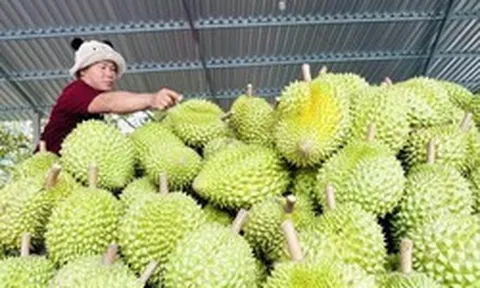 Doanh nghiệp xuất khẩu trái cây giảm áp lực về thời gian