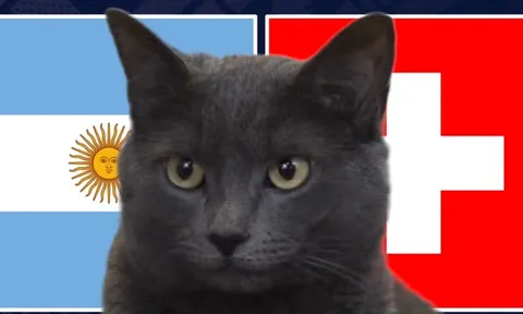 Mèo "tiên tri" dự đoán kết quả trận Argentina vs Thụy Sĩ: Liệu có kỳ tích?