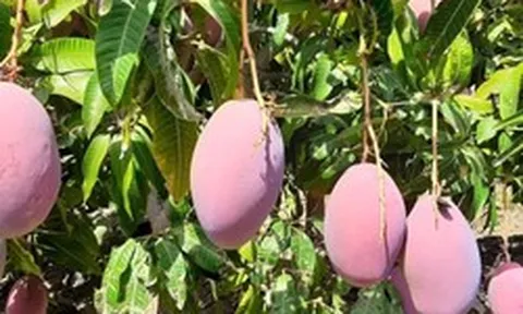 Philippines quyết tâm giành vị thế với một loại quả quan trọng: Chúng ta đang bị Thái Lan, Việt Nam, Campuchia vượt mặt!
