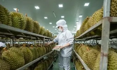 Vụ án sầu riêng: 'Hộ chiếu' tỷ USD và những khoảng trống quản lý