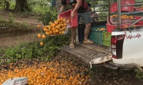 Không phải sầu riêng, Thái Lan bất ngờ gặp khó với loại quả Việt Nam trồng rất nhiều: Giá chỉ 4.000 đồng/kg, người dân để mặc thối rữa tại ruộng