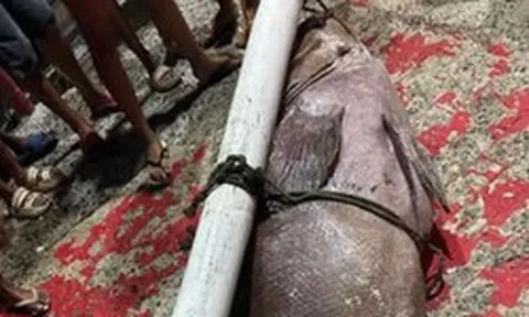Ngư dân bắt được con cá mú khổng lồ nặng 130kg trên biển
