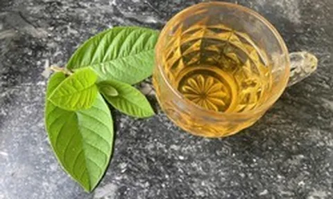 Lời khuyên dành cho tất cả những người uống nước lá ổi