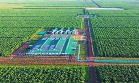 Việt Nam có một tỷ phú sang Lào, Campuchia trồng chuối quy mô lớn: Ký hợp đồng 10 năm với 'ông lớn' nông nghiệp Mỹ, phạt 1 USD/thùng nếu không đủ 90% cam kết