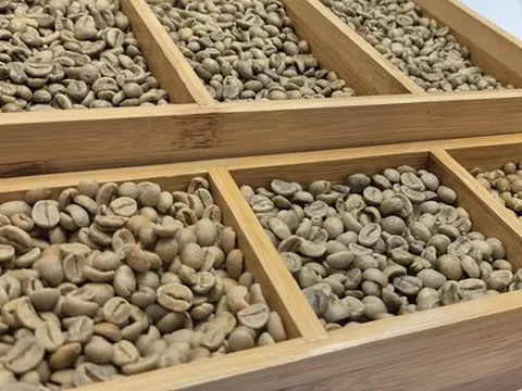 Giá cà phê hôm nay 15-1: Robusta ồ ạt ra thị trường
