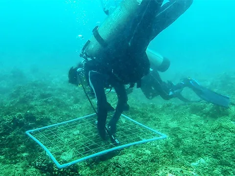 "Kho báu" dưới nước ở vịnh Nha Trang hé lộ nhiều hoạt chất quý