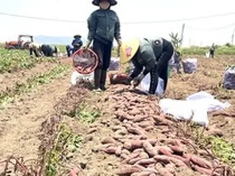 Giá khoai lang lao dốc, còn 5.000 đồng/kg, nông dân thua lỗ nặng