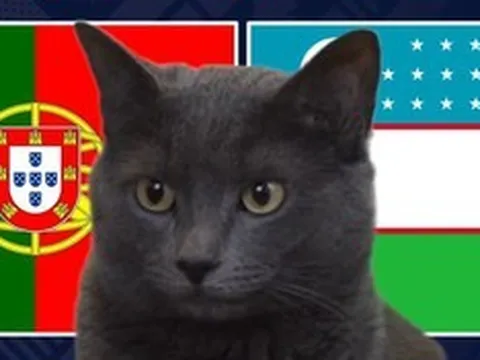Mèo "tiên tri" dự đoán trận Bồ Đào Nha vs Uzbekistan: Không biết nói dối