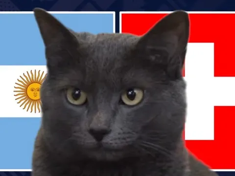 Mèo "tiên tri" dự đoán kết quả trận Argentina vs Thụy Sĩ: Liệu có kỳ tích?