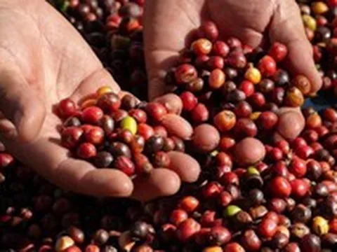 Trung Quốc mạnh tay mua loại hạt xuất khẩu chủ lực của Việt Nam, giá trong nước tiến sát 100.000 đồng/kg