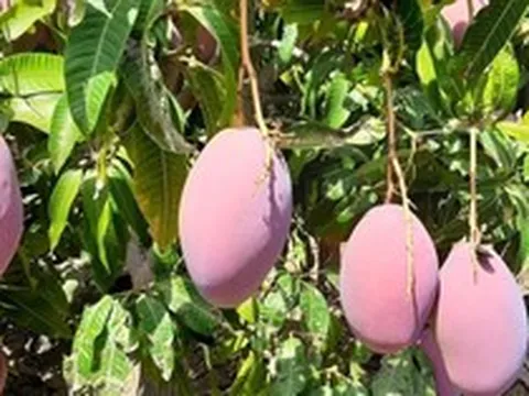 Philippines quyết tâm giành vị thế với một loại quả quan trọng: Chúng ta đang bị Thái Lan, Việt Nam, Campuchia vượt mặt!