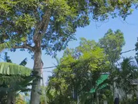 Đặc sản Hà Tĩnh mất mùa