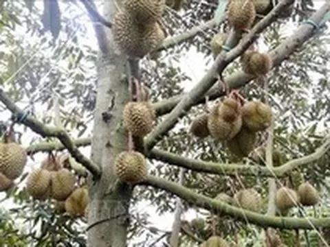 Đẩy mạnh số hóa dữ liệu vùng trồng sầu riêng