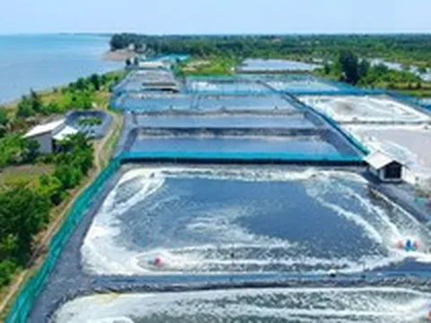 Một ‘mỏ vàng' dưới biển mang về cho Việt Nam 3,3 tỷ đô, riêng Trung Quốc chiếm 1/3