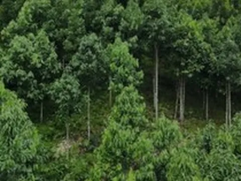 Loại cây gỗ quý giúp Việt Nam vượt Trung Quốc trở thành ông trùm thế giới: Từ vỏ đến lá đều hái ra tiền, Mỹ liên tục lùng mua