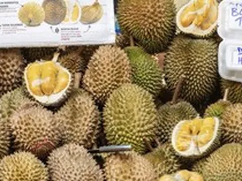 Sầu riêng được một ông lớn châu Á 'cấp visa', Việt Nam liên tiếp đón tin vui