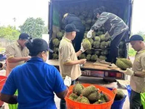 Sầu riêng gần 100.000 đồng/kg, vì sao nhiều nhà vườn vẫn khó hưởng lợi?