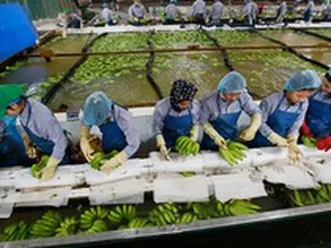 Không phải sầu riêng, Campuchia đang làm giàu với loại quả Việt Nam trồng rất nhiều: Thu về hơn 180 triệu USD, nhiều ông lớn nước ta đổ xô sang đầu tư
