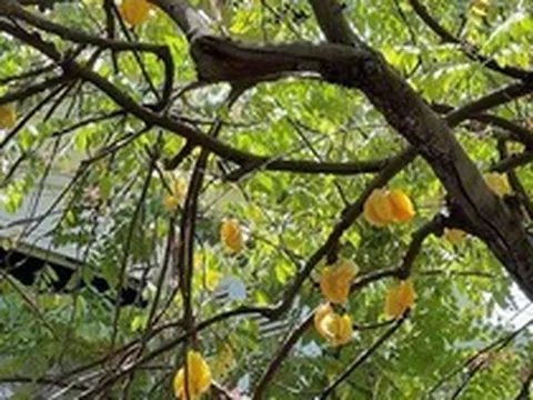 Ông bà dặn con cháu: "Nhà có cây quý, người có lộc bền" - Trồng 5 cây này thì nhà vượng - người may