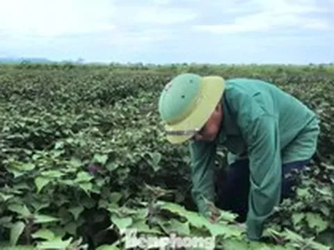 Tía tô có giá trị gì mà nông dân tính thu tiền tỷ?
